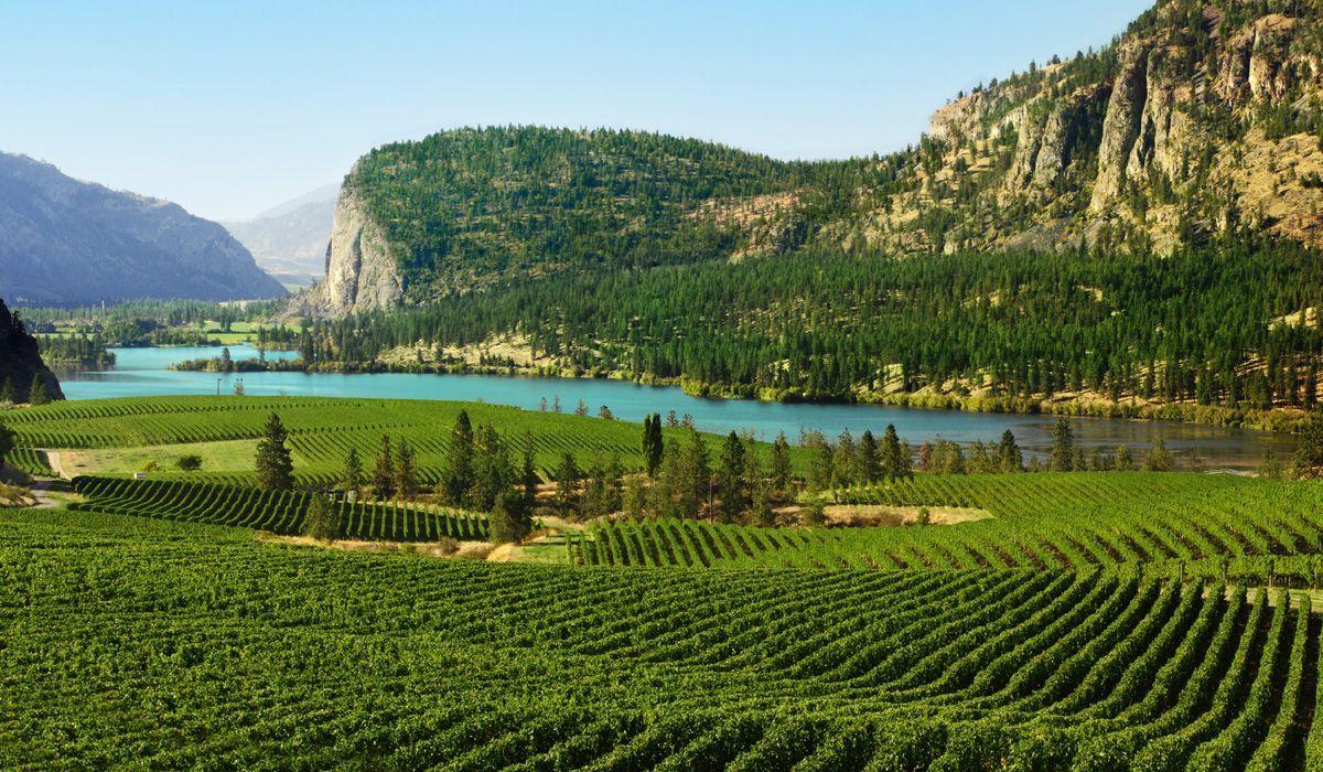 Foreign Exchange Solutions for the Canadian Wine Industry